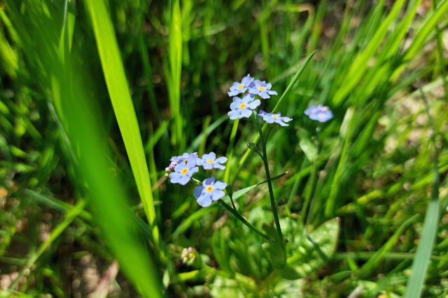 Pomněnka bahenní | foto: Irena Šarounová,  Český rozhlas