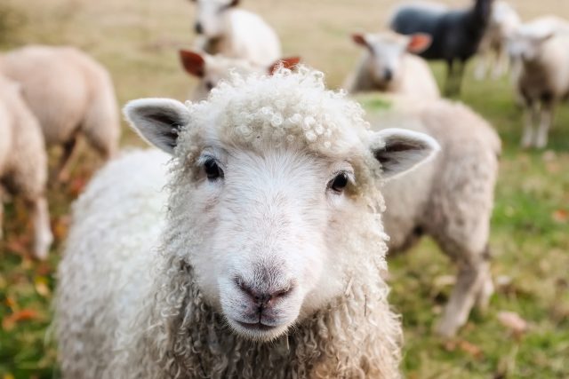 Farář díky ovcím umožňuje sobě i ostatním lidem uniknout ze světa internetu a moderních technologií | foto: Fotobanka Pixabay