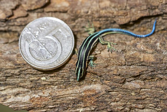 Mládě holaspise létavého | foto: Michal Fuglevič,  Zoo Ostrava