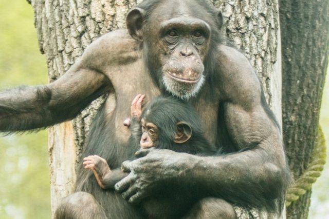 Samice šimpanze s mládětem | foto: Petr Vlček,  Zoo Ostrava