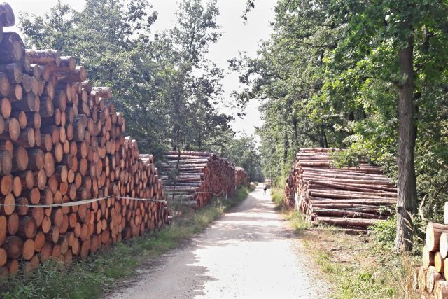Vytěžené dřevo | foto: František Tichý,  Český rozhlas