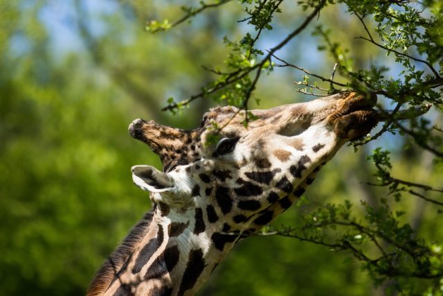 Samec žirafy Rothschildovy | foto: Pavel Vlček,  Zoo Ostrava