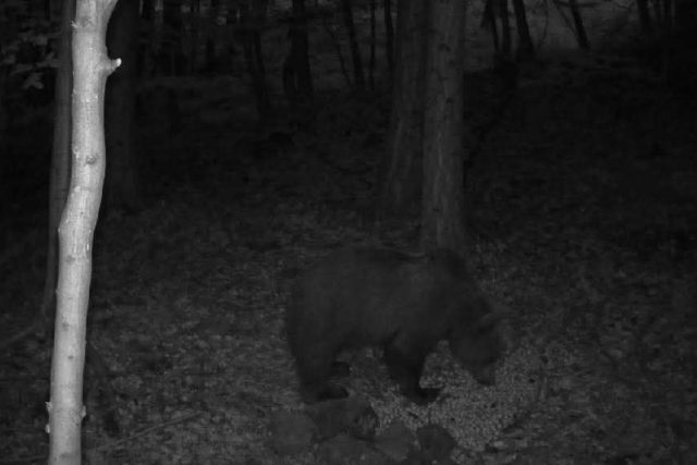 Medvěd,  zachycený fotopastí v noci na 3. června 2025 na Luhačovicku | foto: město Luhačovice