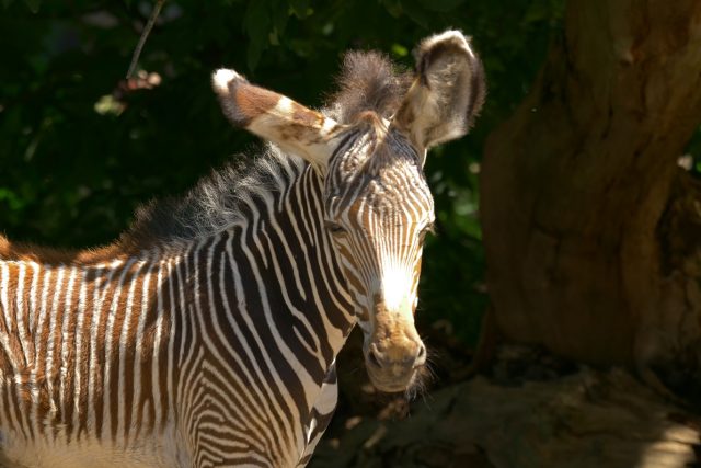 Mládě zebry Grévyho | foto: Enrico Gombala,  Zoo Ostrava