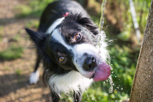 Pes pije vodu | foto: Profimedia