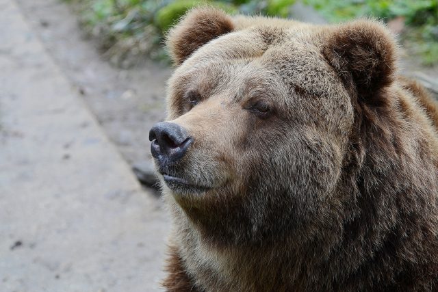 Medvědice Helga | foto: Alena Houšková,  Zoo Děčín