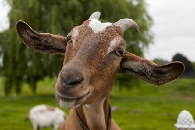 Kozy mají pomoci spásat invazivní druhy rostlin | foto: Shutterstock