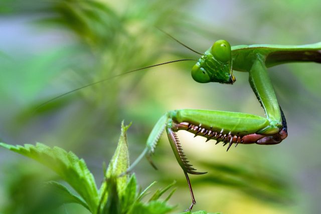 Kudlanka | foto: Fotobanka Unsplash