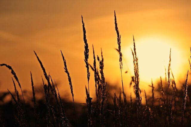 Západ slunce v letní trávě | foto: Fotobanka Pixabay