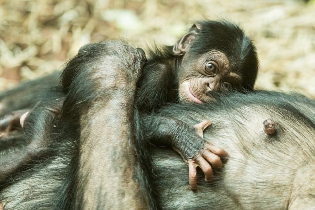 Mládě šimpanze | foto: Pavel Vlček,  Zoo Ostrava