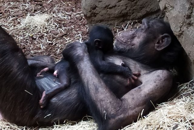 Šimpanzí mládě těsně po narození | foto: Denisa Klüglová,  Zoo Ostrava