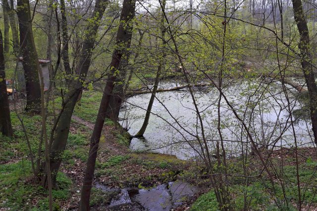 Proskovický rybník se dočká odbahnění a zkrášlení | foto: Andrea Brtníková,  Český rozhlas