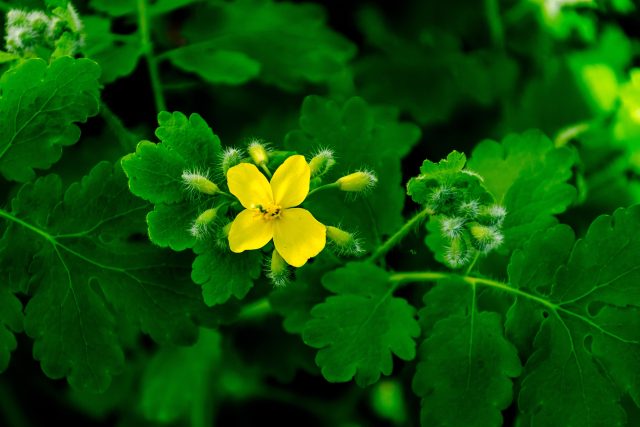 Vlaštovičník větší  (Chelidonium majus) | foto: Profimedia