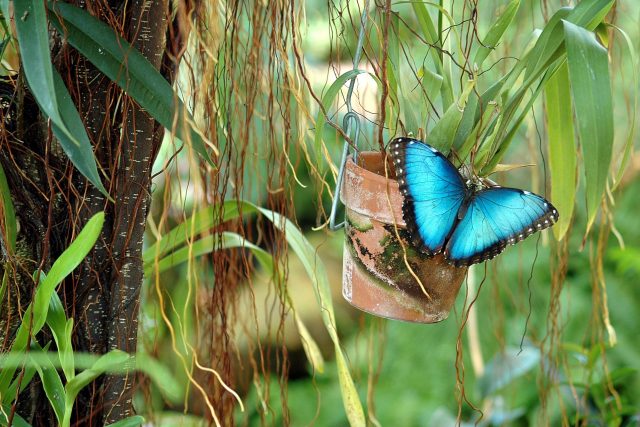 Tropický motýl | foto: Fotobanka Pixabay