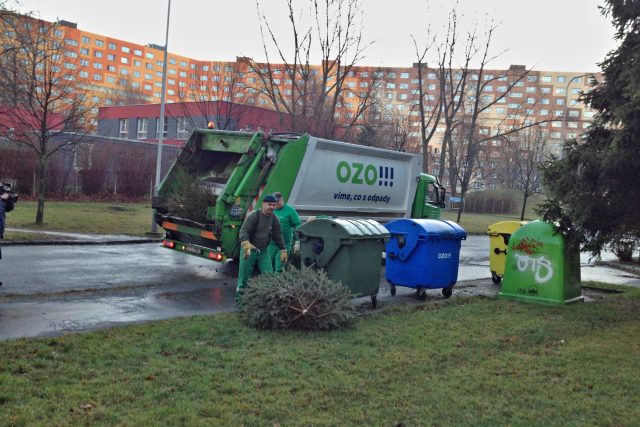 Svoz vyhozených vánočních stromků v Ostravě | foto: OZO Ostrava