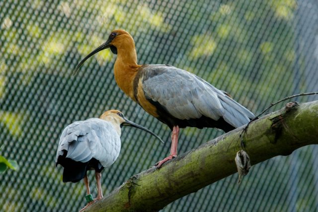 Ibis šedokřídlý | foto: Monika Vlčková,  Zoo Ostrava