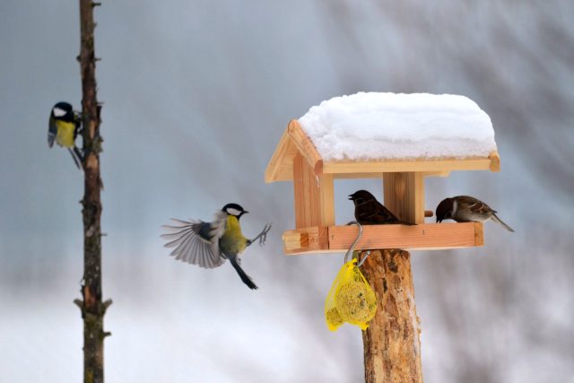 Čím pestřejší stravu ptákům nabídnete,  tím více druhů ke krmítku přiletí | foto: Jolana Nováková,  Český rozhlas