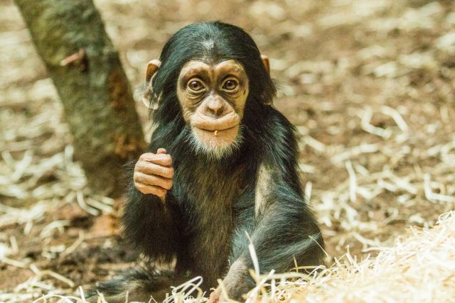Mládě šimpanze hornoguinejského | foto: Monika Vlčková,  Zoo Ostrava