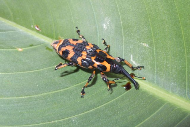 Brouk z čeledi nosatcovitých v Národním parku Analamazaotra na východě Madagaskaru | foto: Miloš Trýzna