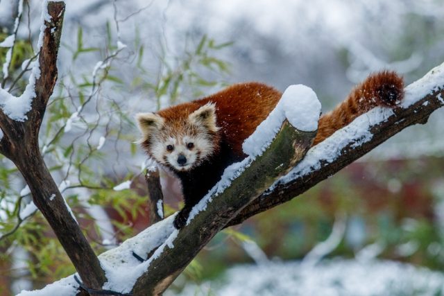 Mládě pandy červené | foto: Monika Vlčková,  Zoo Ostrava
