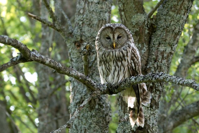 Puštík bělavý | foto: Marek Drha,  Správa NP Šumava