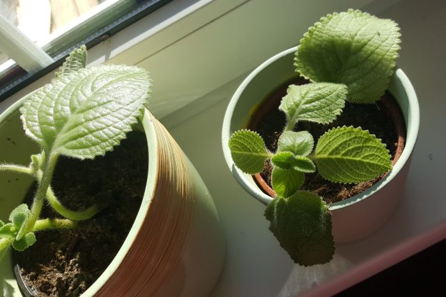 Rýmovník | foto: Jolana Nováková,  Český rozhlas