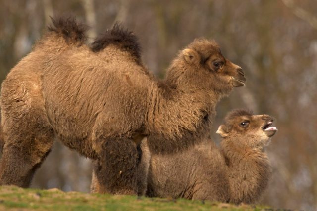 Mláďata velbloudů | foto: Enrico Gombala,  Zoo Ostrava