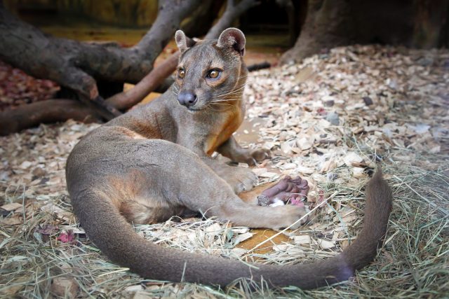 Královnou Madagaskaru je fosa | foto: Simona Jiřičková