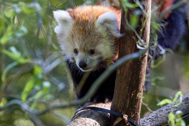 Mládě pandy červené | foto: Jan Turay,  Zoo Ostrava