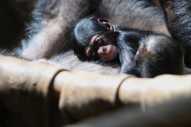 Mládě šimpanze hornoguinejského  (archivní foto) | foto: Zoo Ostrava