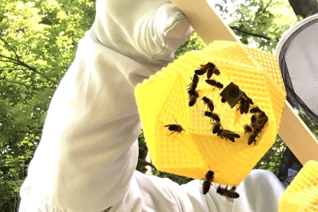 Včely pracují na výrobě designového svítidla | foto: Lucie Fürstová,  Český rozhlas