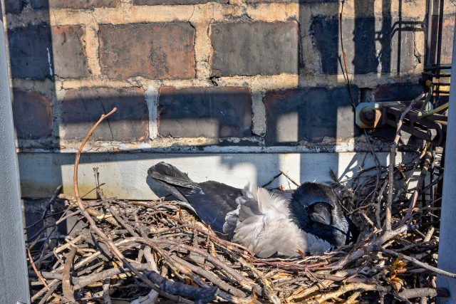 Při plánovaném měření emisí objevili inspektoři životního prostředí hnízdo vrány šedé | foto: Třinecké železárny