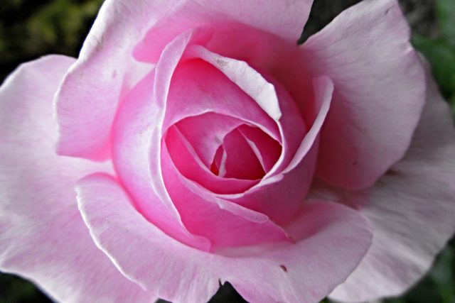 Růže - královny květin | foto: Milan Baják,  Český rozhlas
