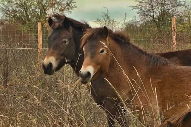 Koně dlouhodobě půjčila společnost Česká krajina z pastvin v Milovicích na Nymbursku | foto: Pavel Halla