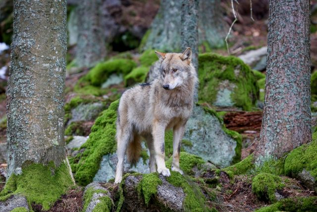 Vlk obecný | foto: David Peltán,  MAFRA / Profimedia