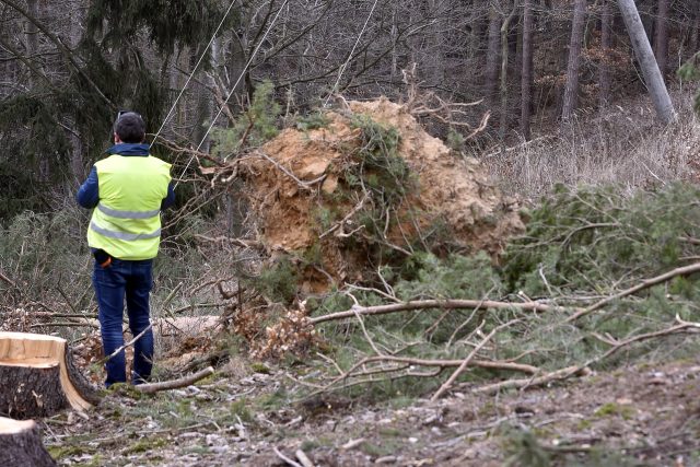 Státní podnik Lesy České republiky odhadl ztráty na zpeněžení dřeva zničeného orkánem Eberhard na přibližně půl miliardy korun. | foto: Luboš Pavlíček,  ČTK