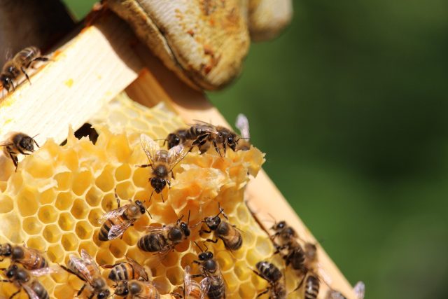 včely | foto: Profimedia