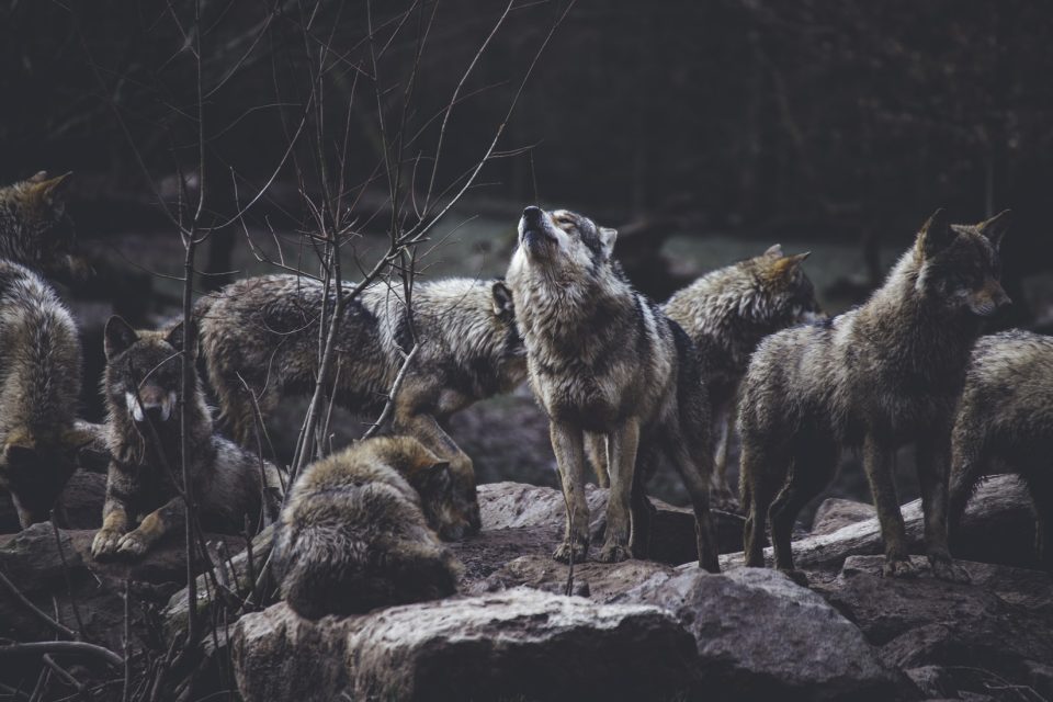 vlk,  vlci | foto: Thomas Bonometti,  Unsplash,  Licence Unsplash